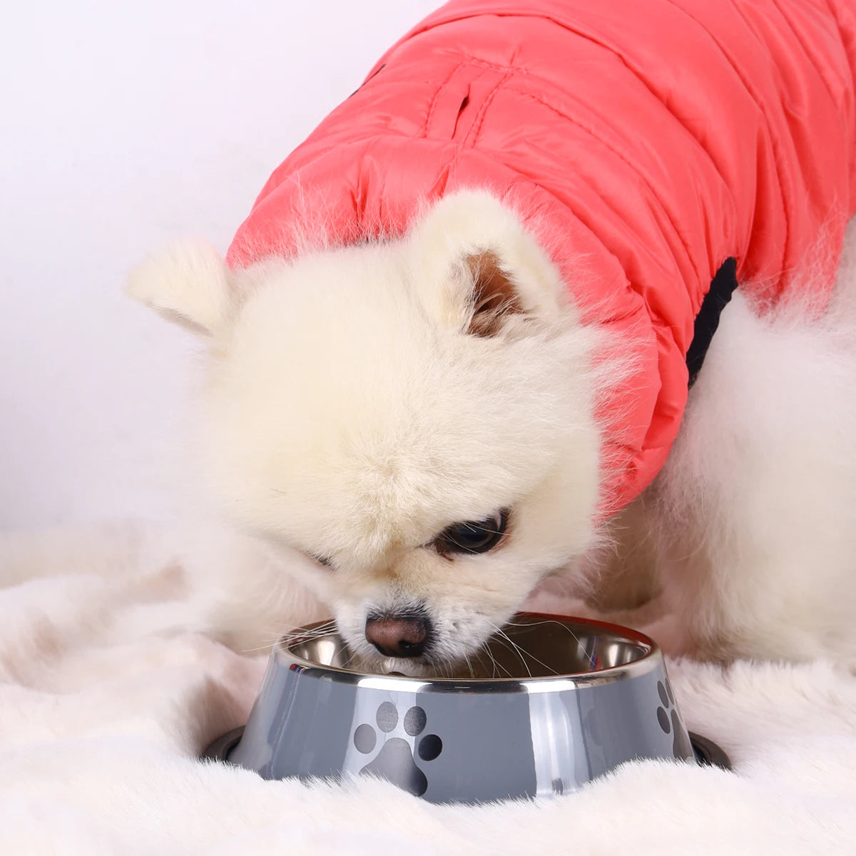 Plato de acero inoxidable para mascotas
