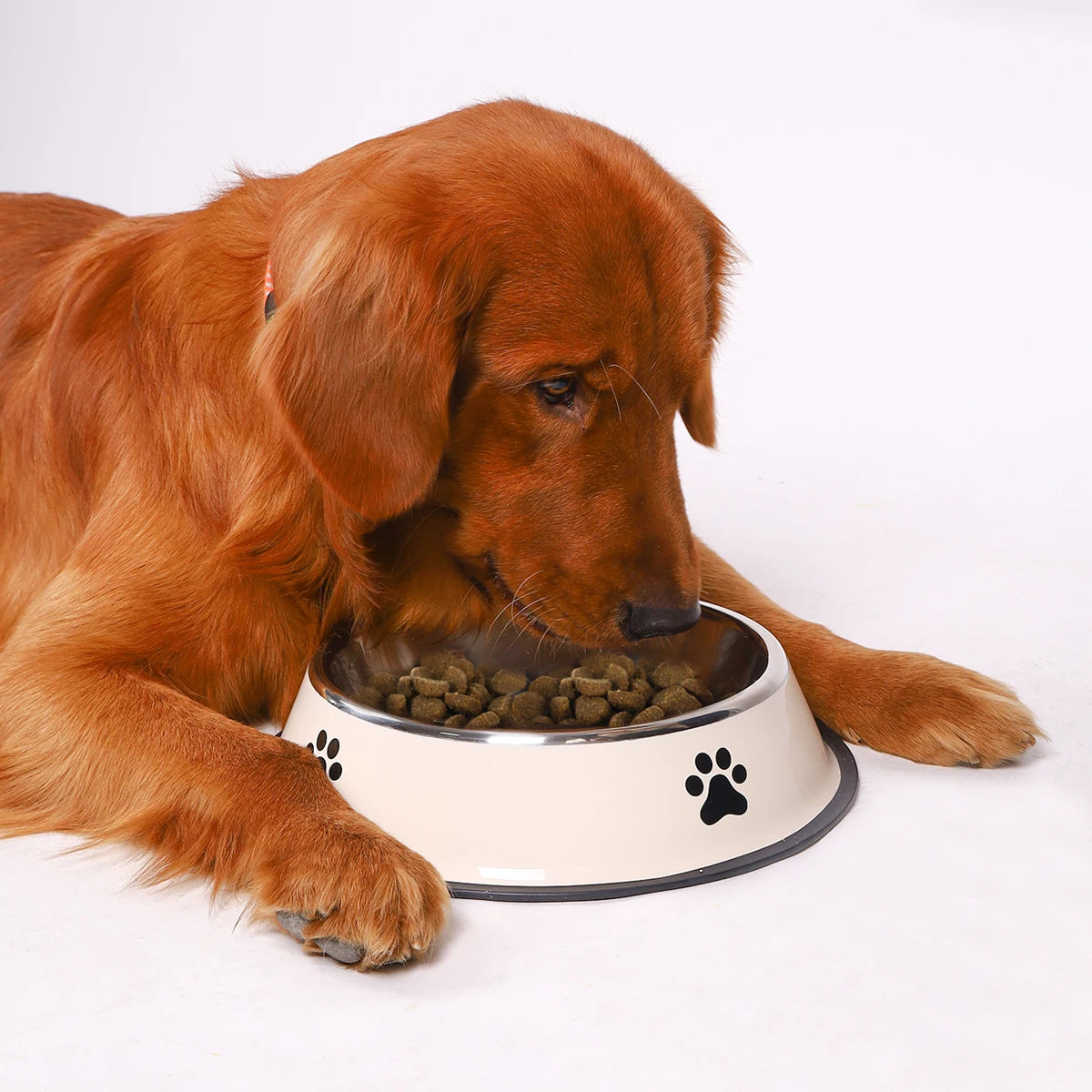 Plato de acero inoxidable para mascotas